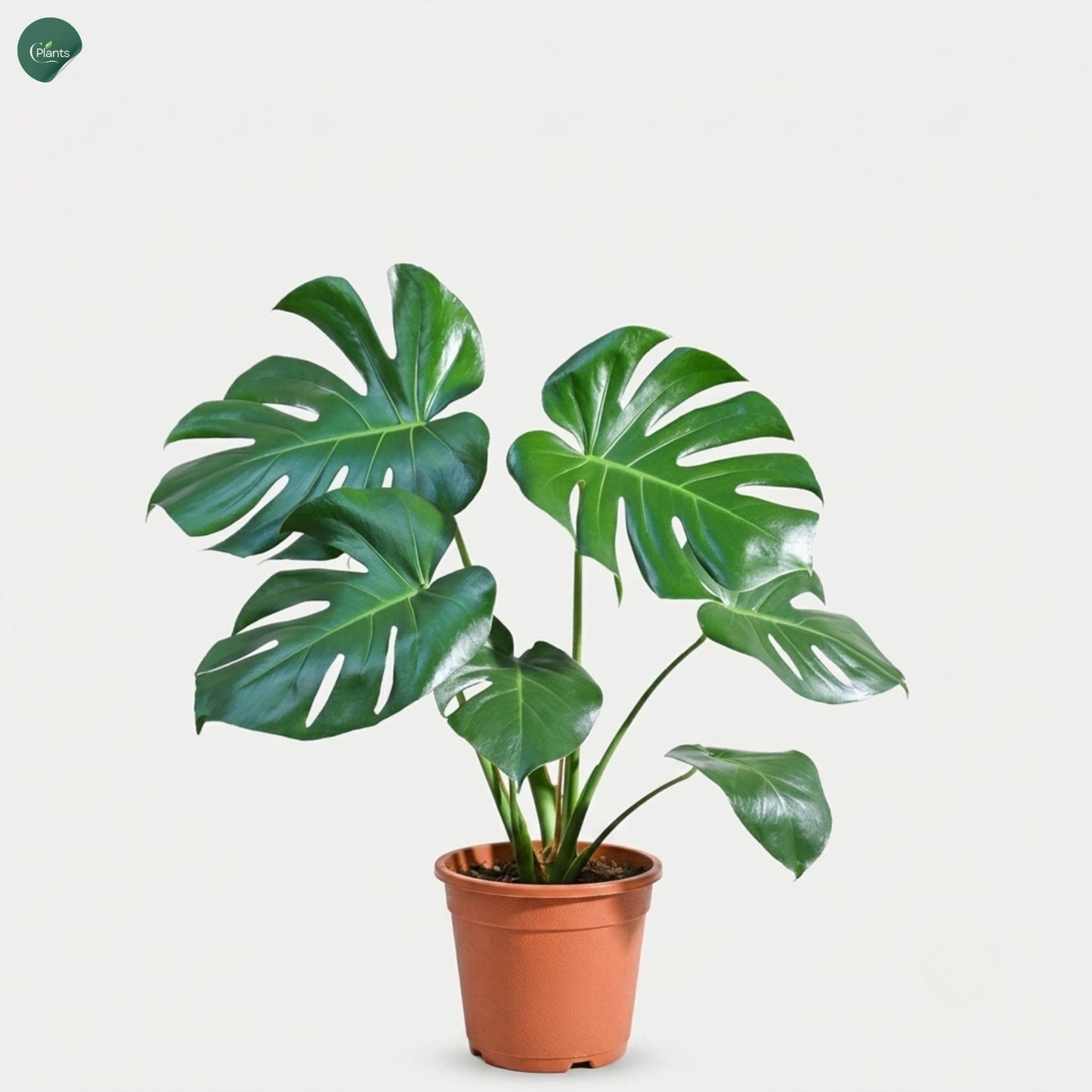 Monstera Deliciosa Indoor Plant with large split green leaves 