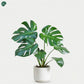 Monstera Deliciosa tropical indoor plant UAE 