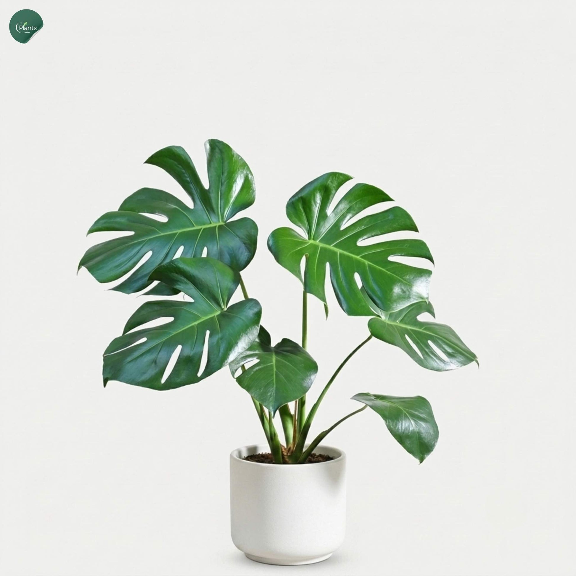 Monstera Deliciosa tropical indoor plant UAE 