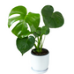Monstera