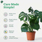 Premium Monstera Deliciosa indoor plant in decorative pot