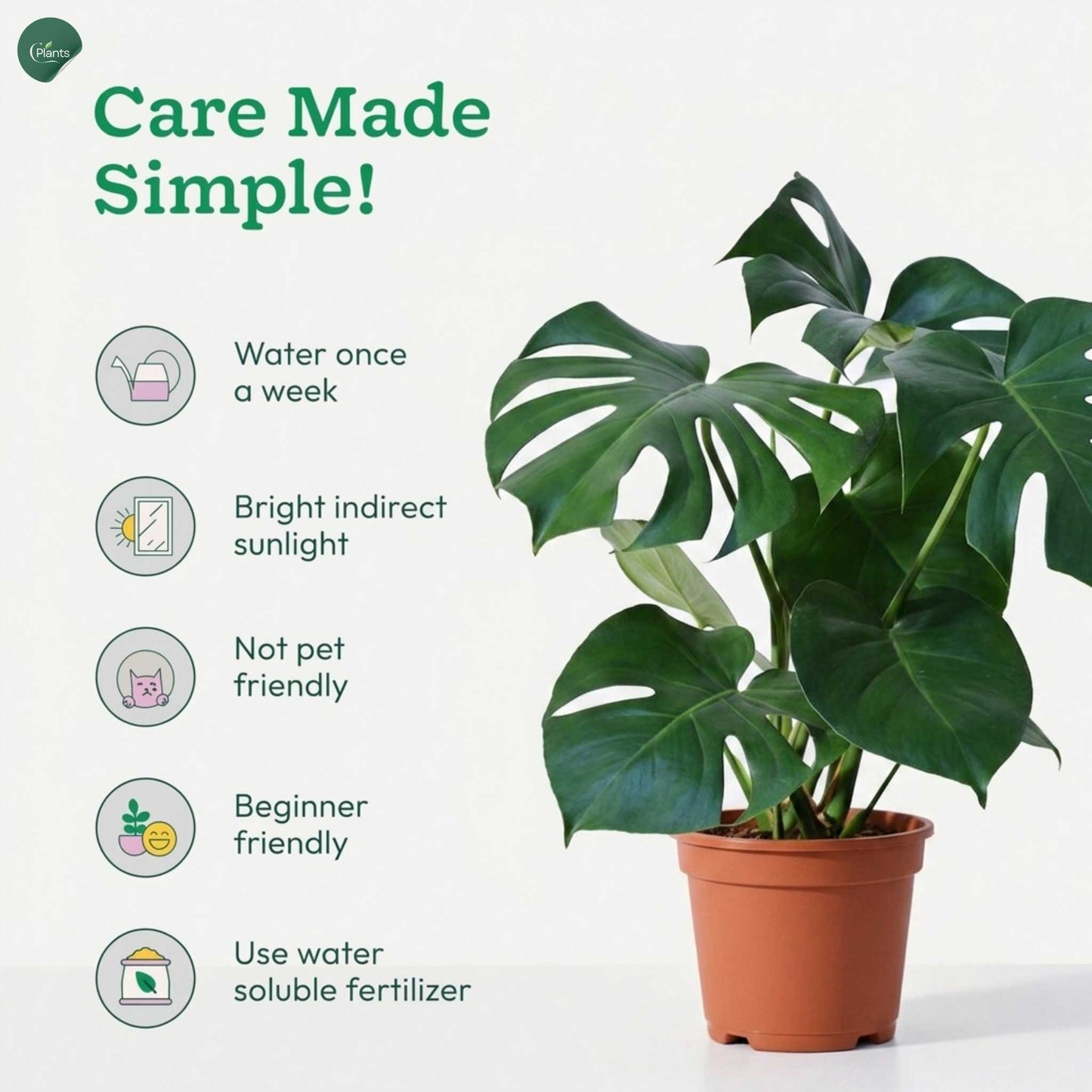 Premium Monstera Deliciosa indoor plant in decorative pot