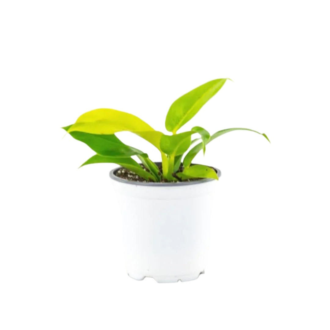 Philodendron