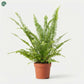 Nephrolepis Boston Fern indoor plant in Dubai UAE 