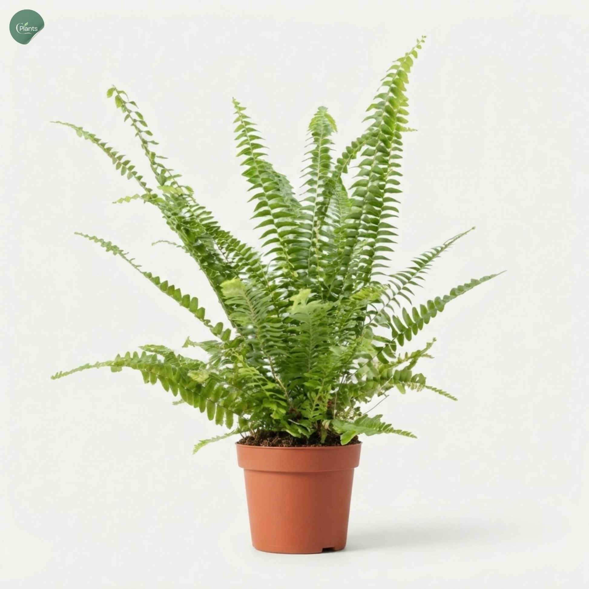 Nephrolepis Boston Fern indoor plant in Dubai UAE 