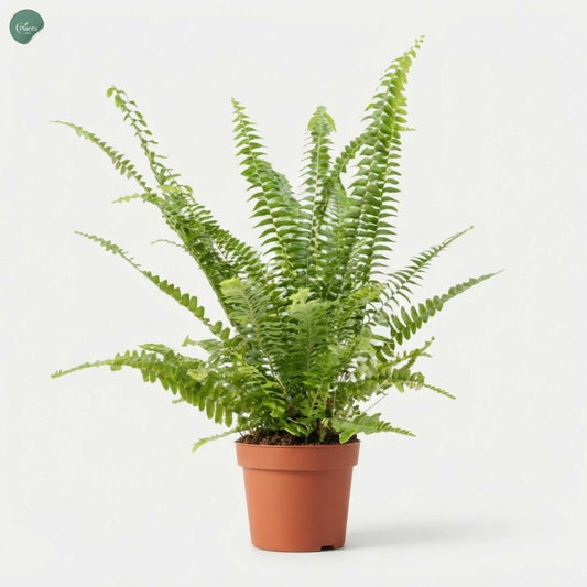 Nephrolepis Boston Fern indoor plant in Dubai UAE 