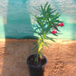 Nerium Oleander