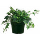 Ivy Plant (Hedera helix)