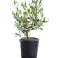Olive Tree