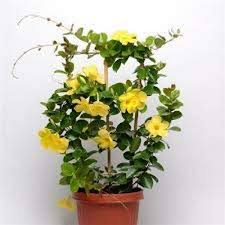 Mandevilla Yellow
