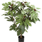 Fig Tree