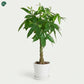 Braided Money Tree indoor plant for UAE homes 
