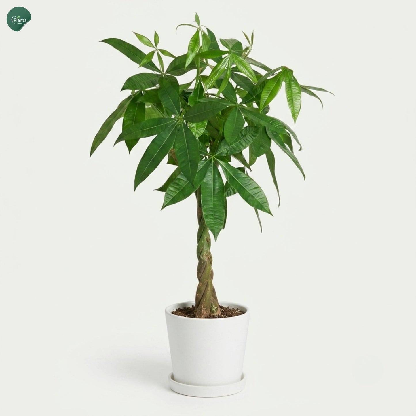 Braided Money Tree indoor plant for UAE homes 