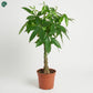 Pachira Twisted Indoor Plant with braided trunk 