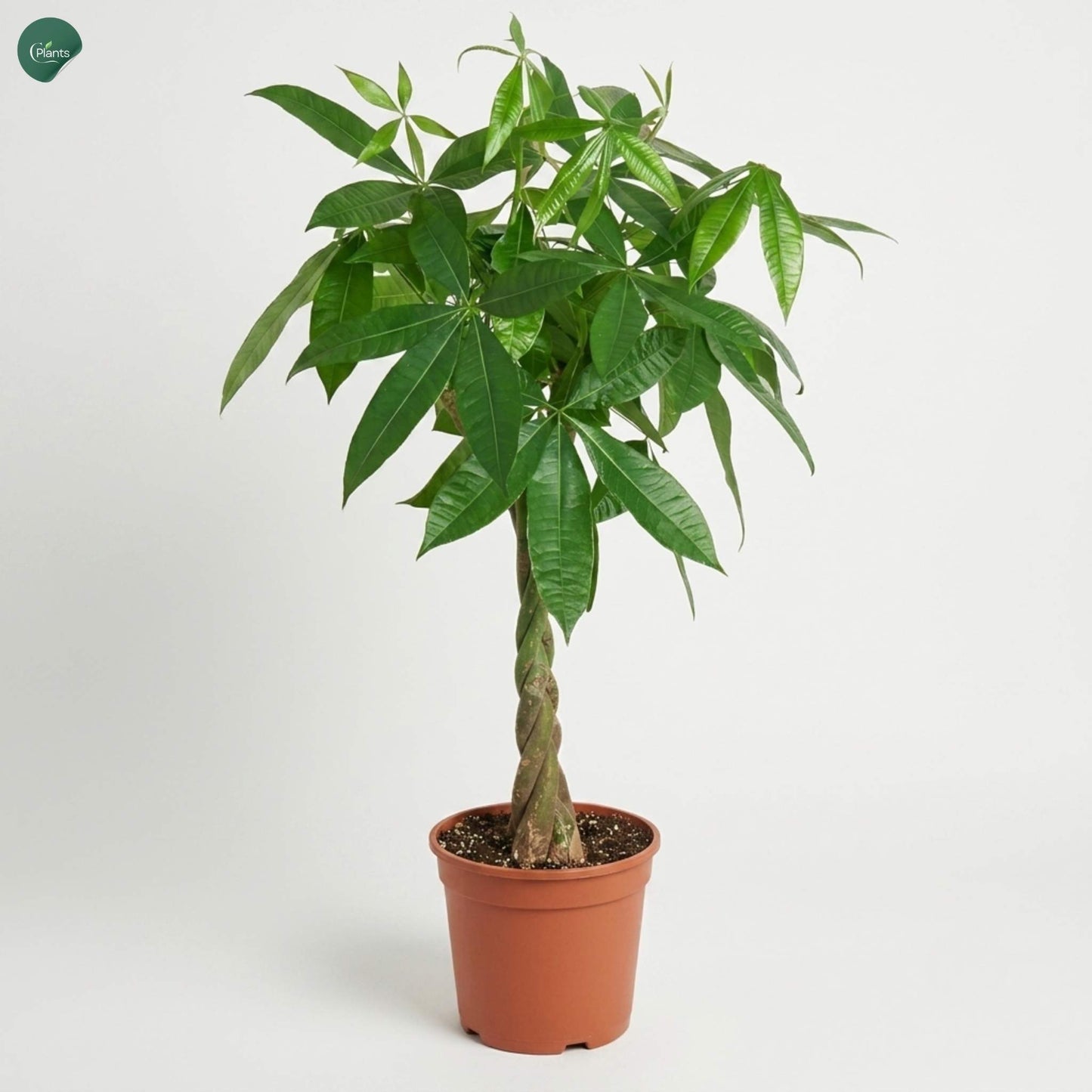 Pachira Twisted Indoor Plant with braided trunk 