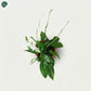 Peace Lily Air Purifying Indoor Plant UAE 