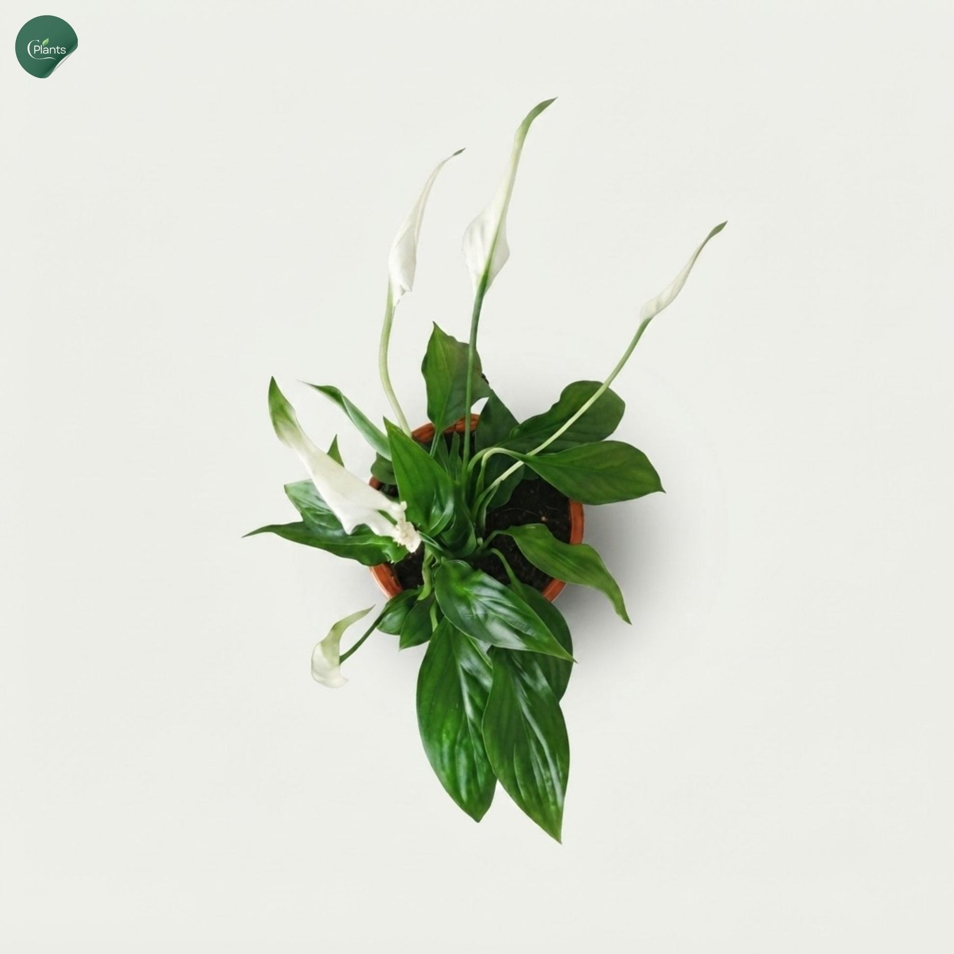 Peace Lily Air Purifying Indoor Plant UAE 