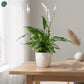 Peace Lilly in Ceramic Pot 