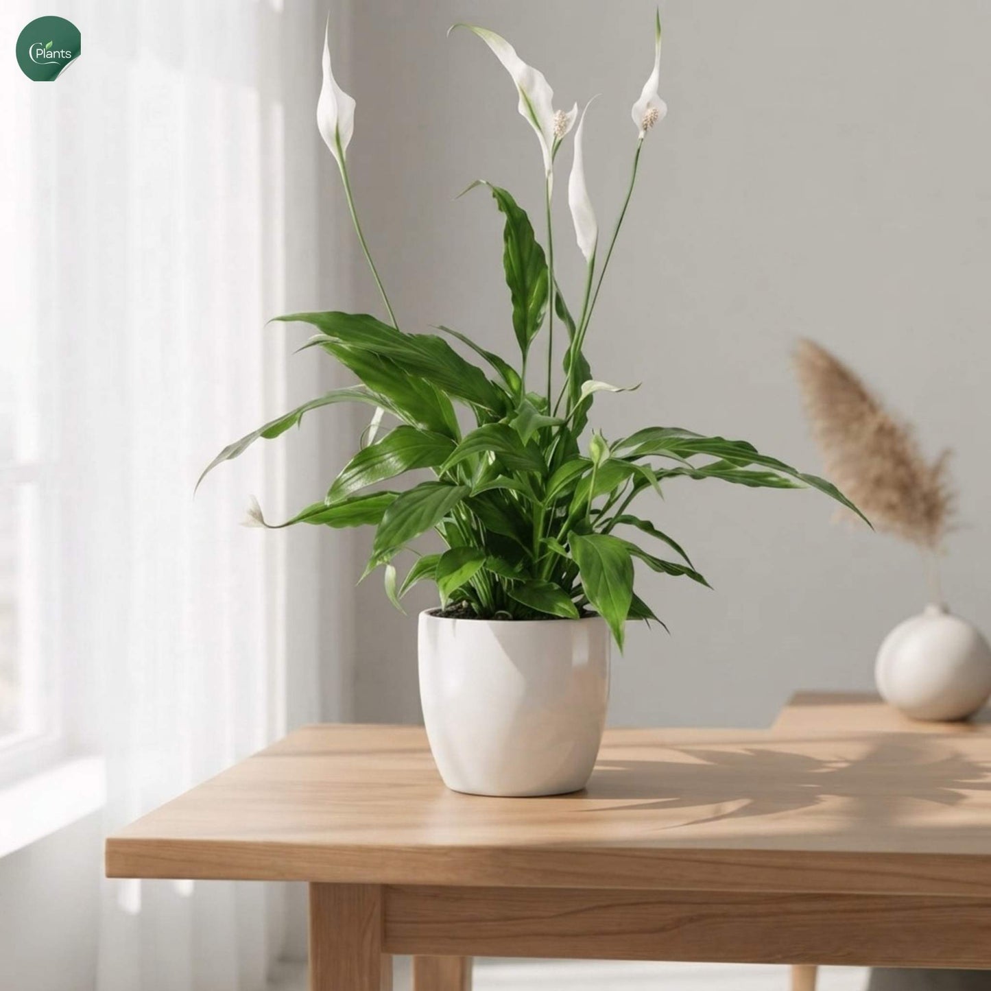 Peace Lilly in Ceramic Pot 