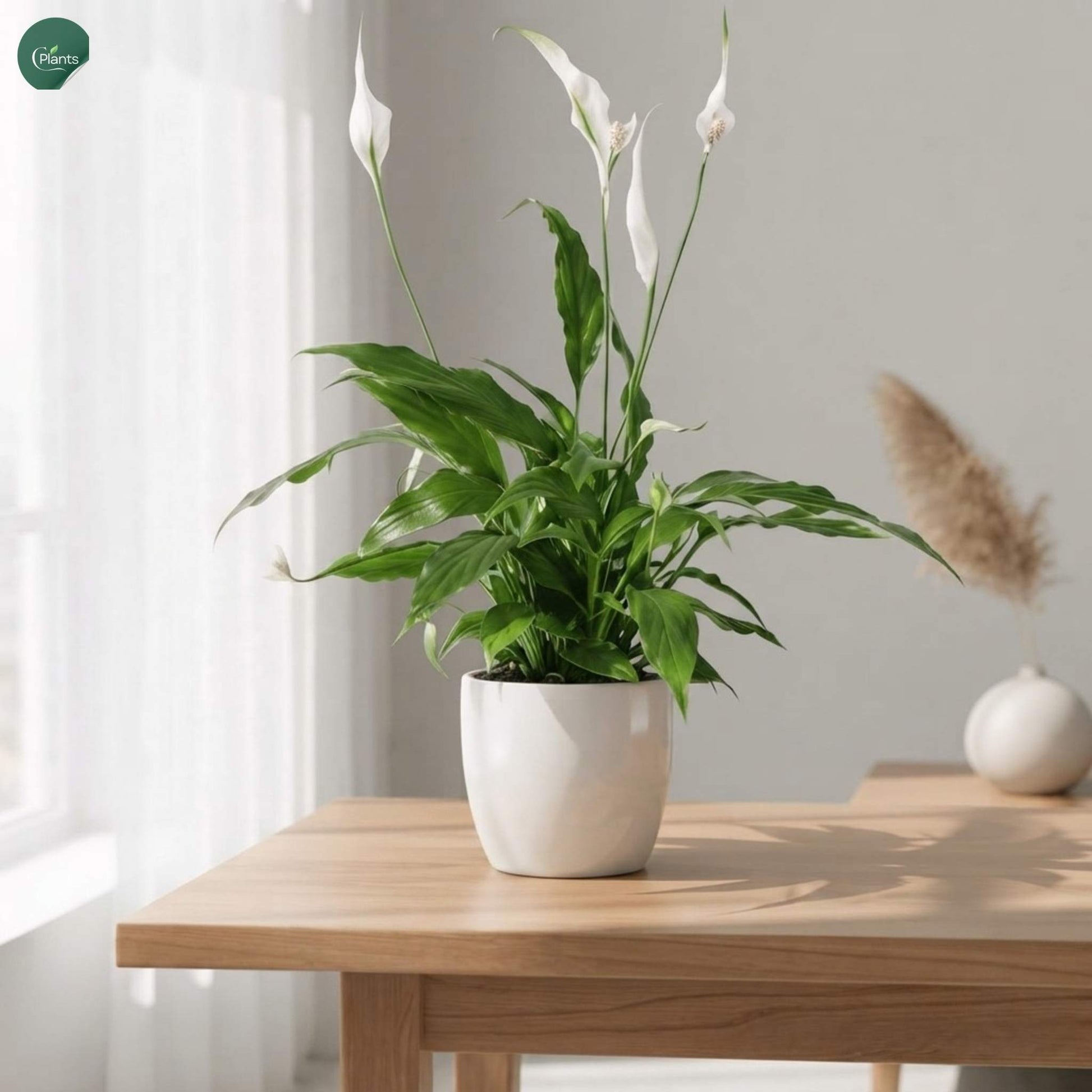Peace Lilly in Ceramic Pot 