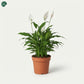 Peace Lilly Indoor Flowering Plant UAE 