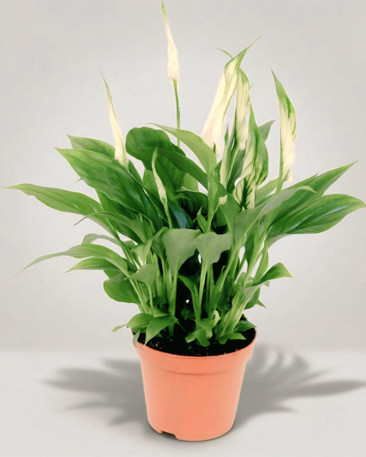 Fresh peace lily indoor flowering plant for home or office decor Dubai UAE CPlants 