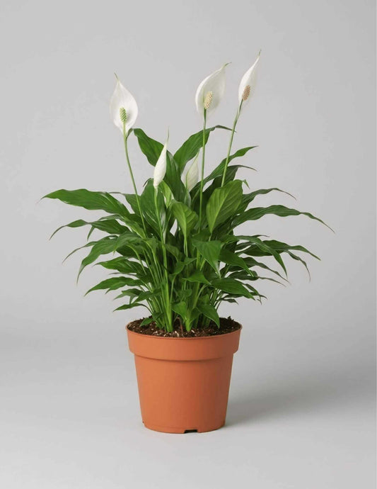 Peace Lily (Spathiphyllum) Best Indoor Flowering & Air-Purifying Plant Dubai | CPlants UAE