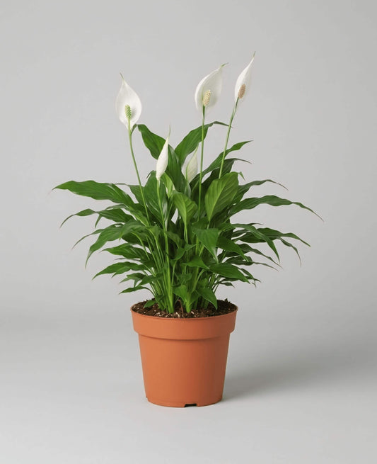 Buy most popular indoor flowering plant peace lily spathiphyllum dubai uae cplants