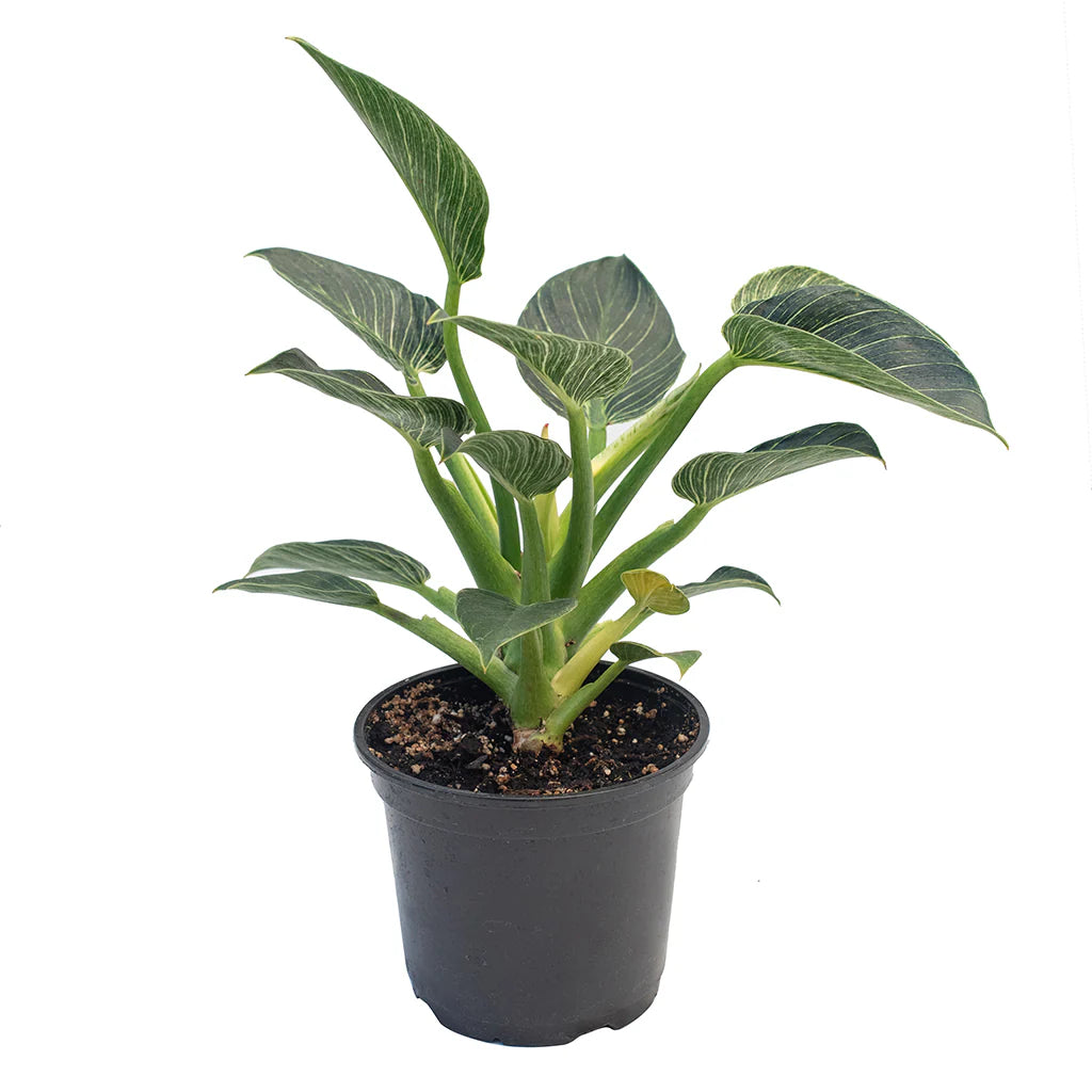 Philodendron