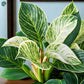 Philodendron Birkin houseplant for home and office Dubai
