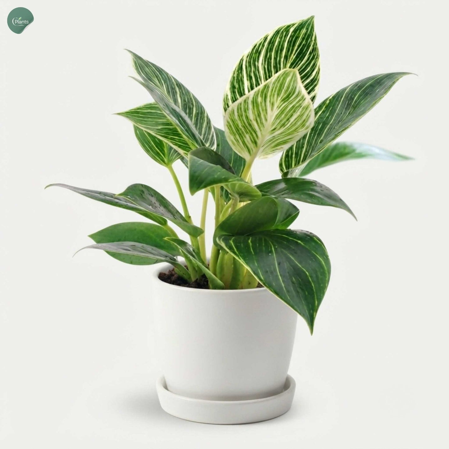 Philodendron Birkin tropical indoor foliage plant UAE