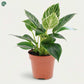 Philodendron Birkin indoor plant in Dubai UAE