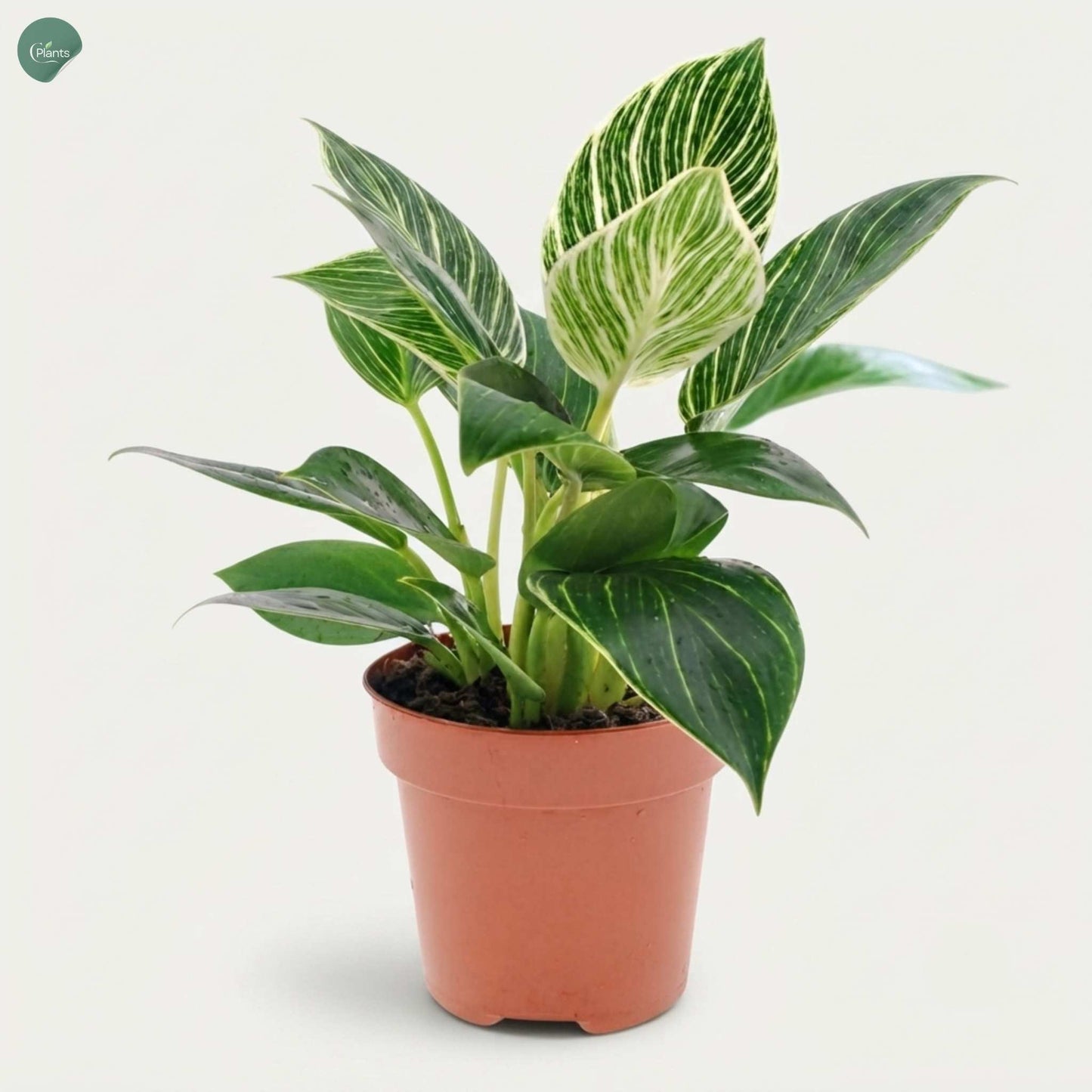 Philodendron Birkin indoor plant in Dubai UAE