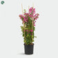 Pink Bougainvillea flowering plant for Dubai garden