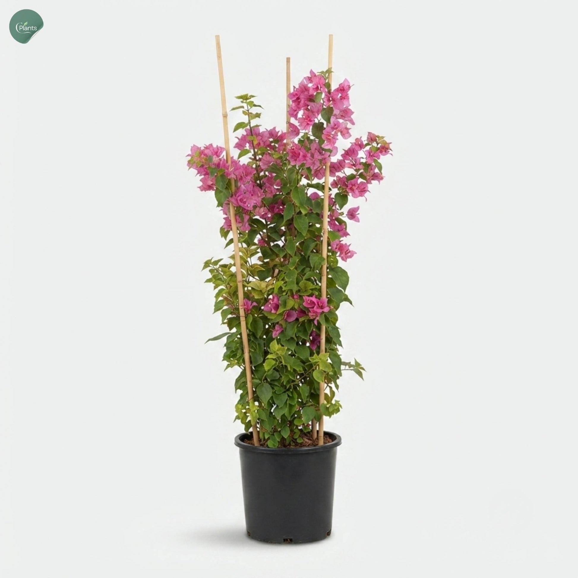 Pink Bougainvillea flowering plant for Dubai garden