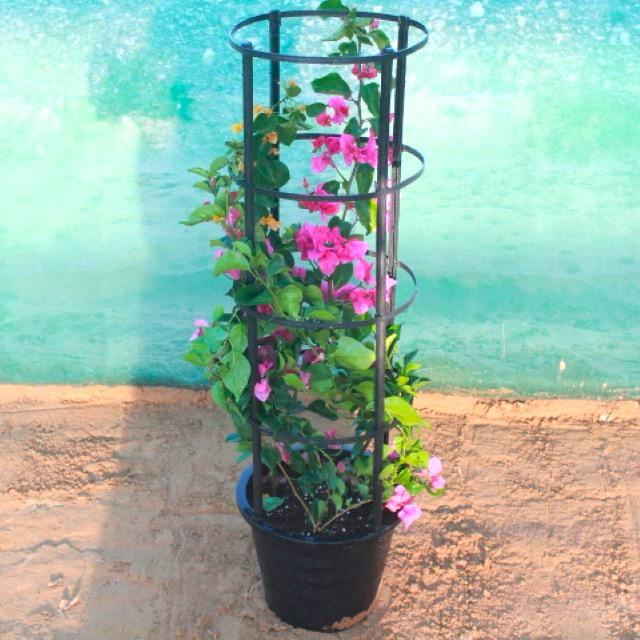 Pink Bougainvillea outdoor flowering plant for UAE gardens