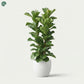 Premium Ficus Lyrata plant for homes in Dubai 