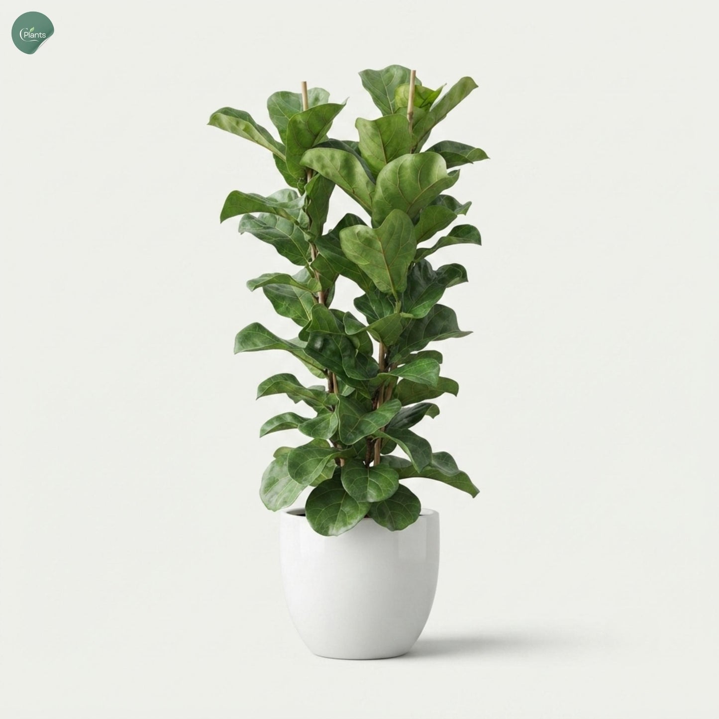 Premium Ficus Lyrata plant for homes in Dubai 