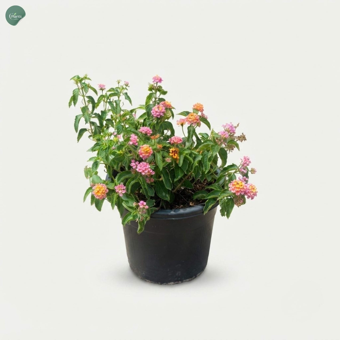 Premium Lantana Mix outdoor flowering plant Dubai UAE