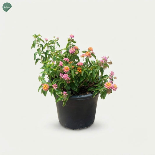 Premium Lantana Mix outdoor flowering plant Dubai UAE