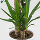 Premium Dracaena Yucca 3PP Office Plant Dubai 