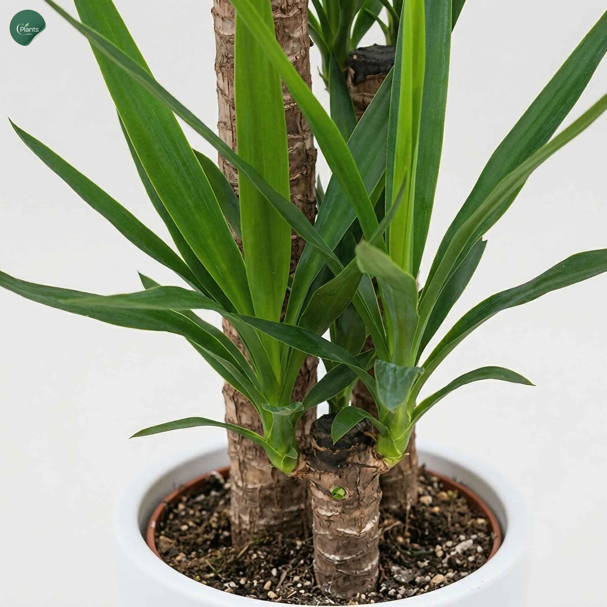 Premium Dracaena Yucca 3PP Office Plant Dubai 