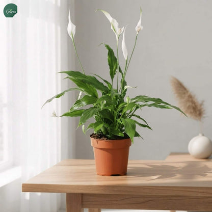 Premium Spathiphyllum Plant Dubai 