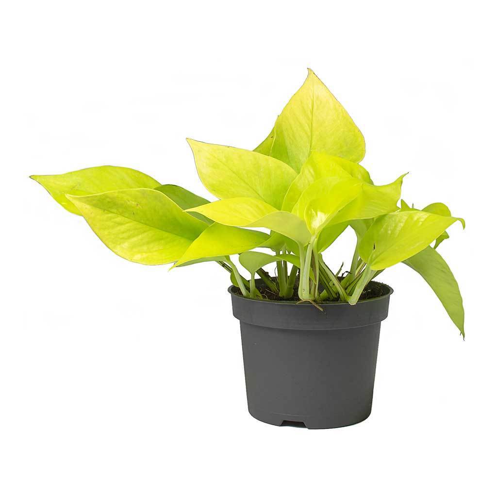 Philodendron