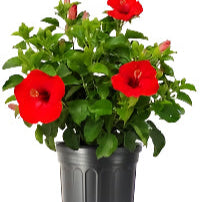 Hibiscus