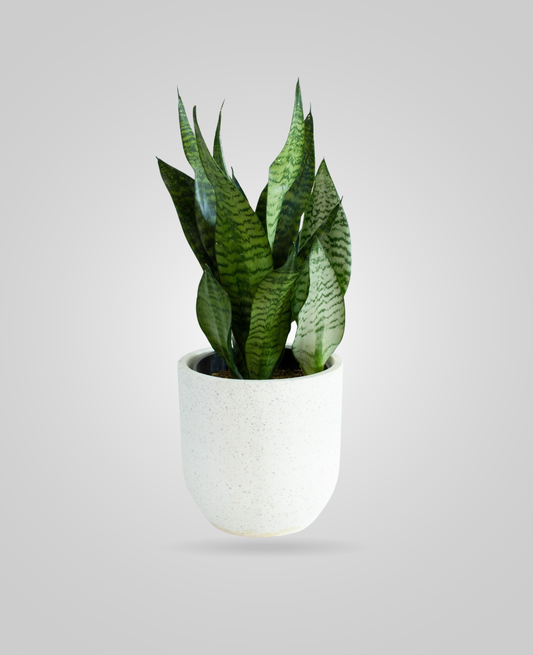 Sanseveria Green Indoor Plant - cplants.ae