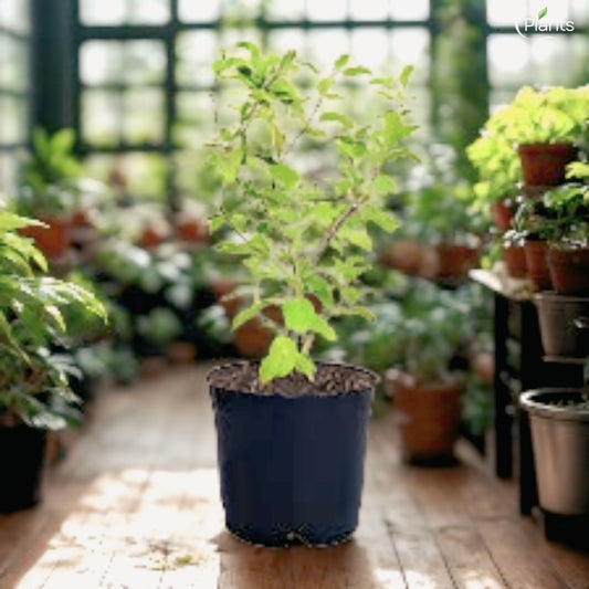 Tulsi Plant
