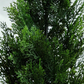 Mini Cedar Pine Tree