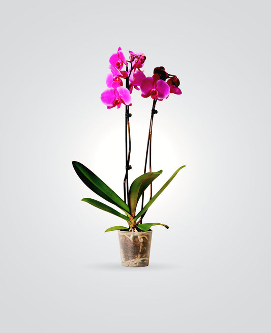 Phalaenopsis Orchid Double Stem-cplants.ae
