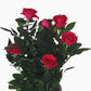 Miniature Roses - Holland